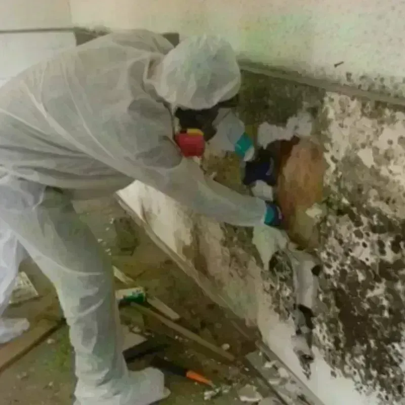 Mold Remediation and Removal in Hobe Sound, FL